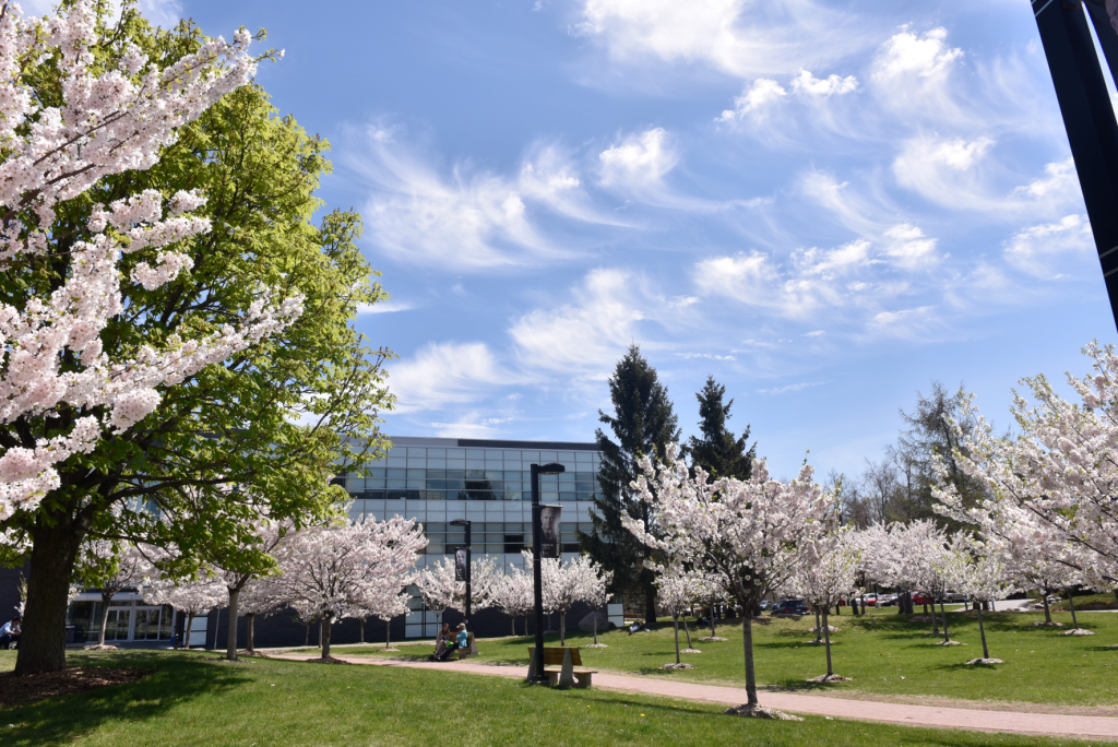 UTSC Campus with cherry blossoms blooming.